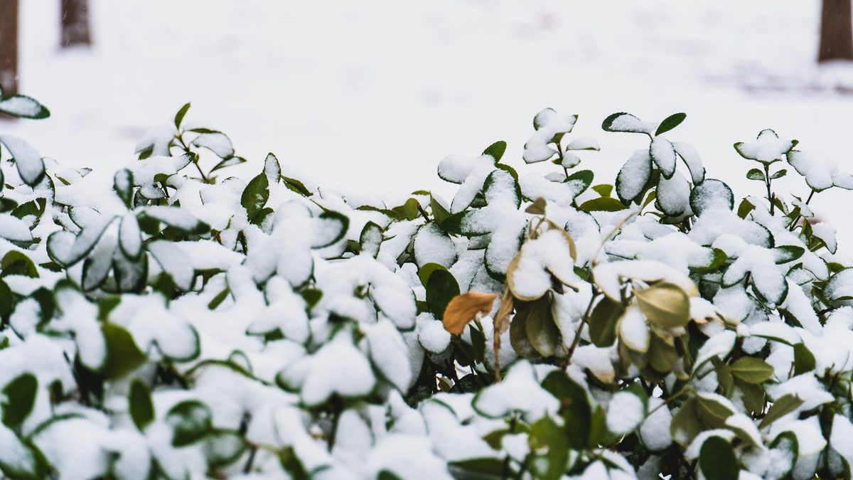 积雪