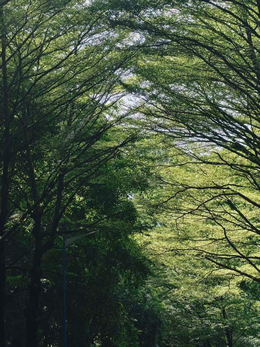 林荫
